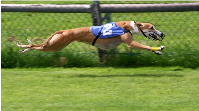 He moves so fast!