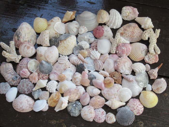 These are only part of the shells we collected on Indian Rocks Beach over the course of a week. Came home with a two gallon bag filled with beach treasure
