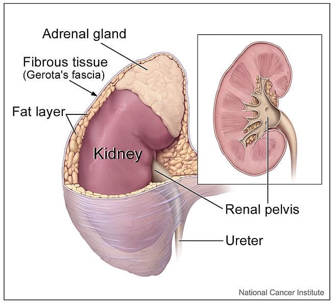 A kidney and an adrenal gland