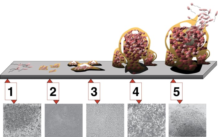 1: reversible attachment to substrate 2: irreversible attachment (unless physically removed) 3: maturation stage one 4: maturation stage two 5: dispersal of some of the bacterial cells to a new area