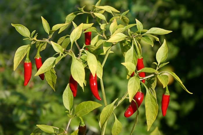 This is a type of cayenne pepper, which is a member of the nightshade family.