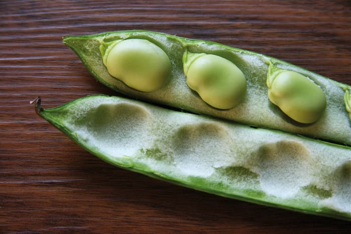 Fava beans, also known as broad beans, can cause jaundice in genetically susceptible people.