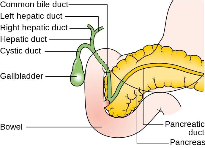 A illustration showing the location and names of the ducts that transport bile