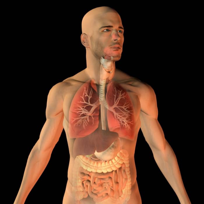 This illustration shows the location of the respiratory system in relation to the abdominal organs. It also show the external appearance of the larynx. The alveoli and diaphragm are not shown in the picture.