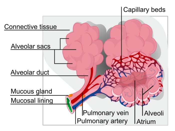The alveoli, or air sacs, in the lungs