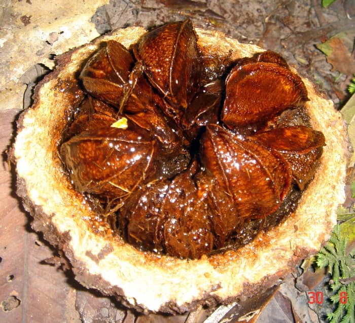 Brazil nuts are found in an area where selenium is plentiful, which is why Brazil nuts are a rich source of selenium.