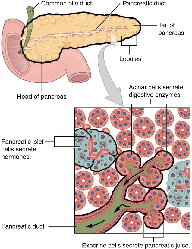 Pancreatic islets or islets of Langerhans produce insulin and glucagon. Acinar cells make digestive enzymes.