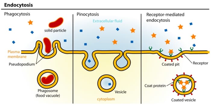 One method by which coronaviruses enter cells is by receptor-mediated endocytosis.
