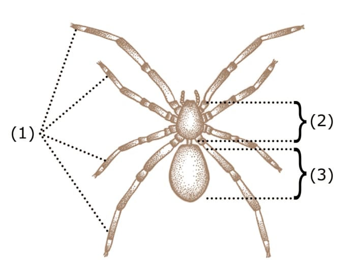 1= legs, 2 = cephalothorax , 3 = abdomen; a narrow pedicel connects the cephalothorax and the abdomen