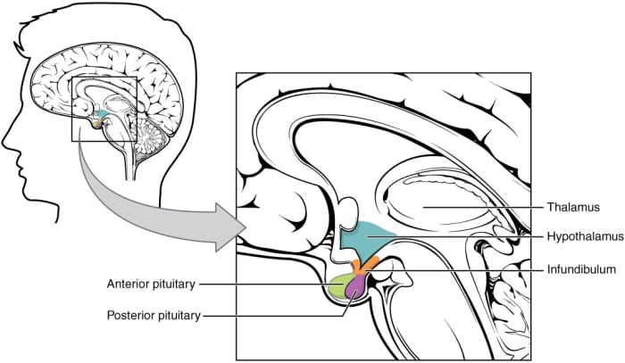 Antidiuretic hormone is made by the hypothalamus and stored in the posterior pituitary. The hormone causes reabsorption of water in the kidneys so that the water isn't lost from the body in urine.