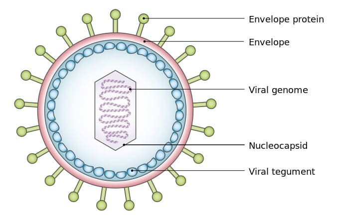 Epstein-Barr Virus Infection, Symptoms, and Possible Treatments - HubPages