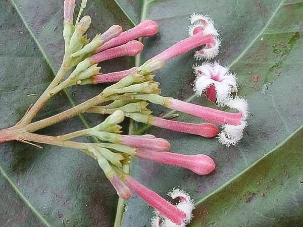Cinchona pubescens flowers