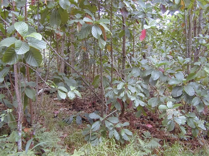 Cinchona pubescens trees in Hawaii