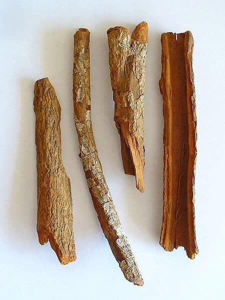 Like other trees and shrubs in the genus Cinchona, the bark of Cinchona officinalis contains quinine.