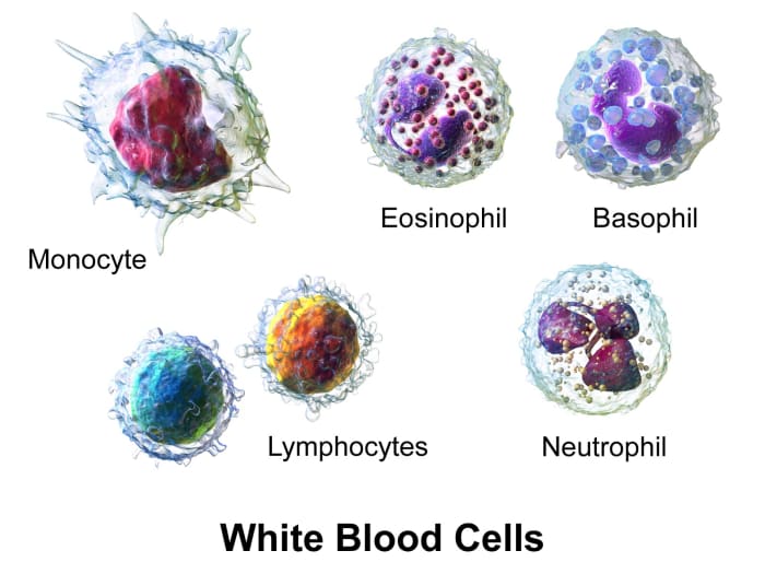 Inflammation is a helpful process, provided it's short lived. During inflammation, white blood cells travel to the injured area to fight infection.