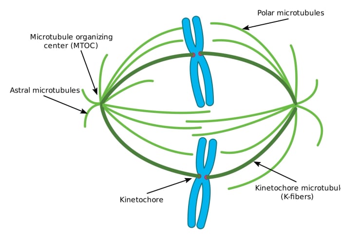 Each chromosome is replicated before cell division. The paired chromosomes are separated as microtubules (or spindle fibers) pull them to opposite poles of the cell.