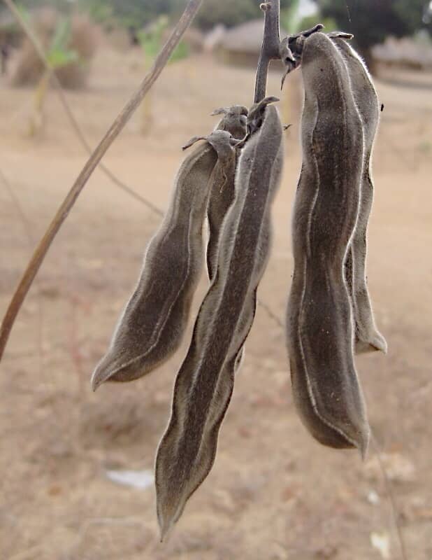 These are also velvet beans. The flowers, pods and seeds of velvet bean plants have a variable appearance.