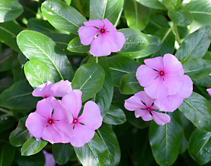 Vinblastine, Vincristine, and Ldopa Useful Plant Chemicals