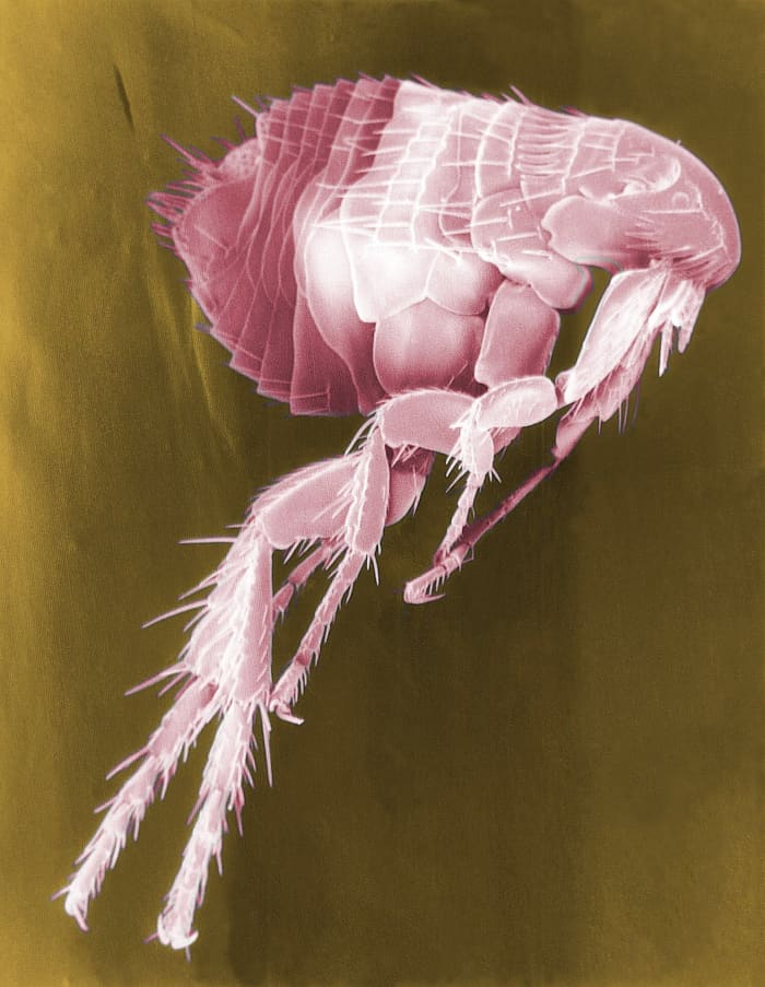 A colourized scanning electron micrograph of a flea