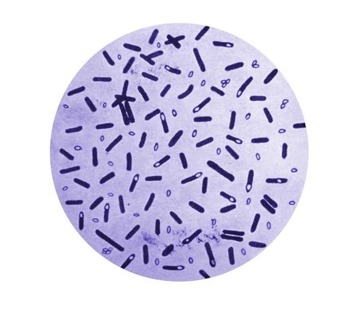 Clostridium tetani are rod-shaped, spore-forming bacteria that release a toxin responsible for tetanus, or lockjaw.