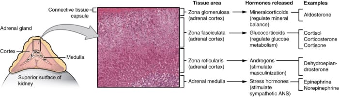 Functions of the adrenal gland