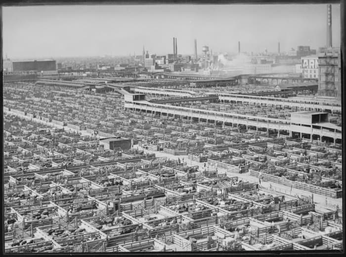 A photograph of the Chicago Stockyards in the 1940s: a large supply of livestock allowed Koch to obtain enough fluid to isolate 20mg of testosterone.