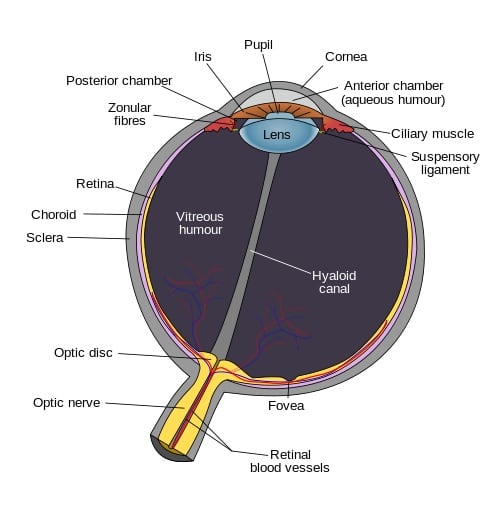 Structure of the eye