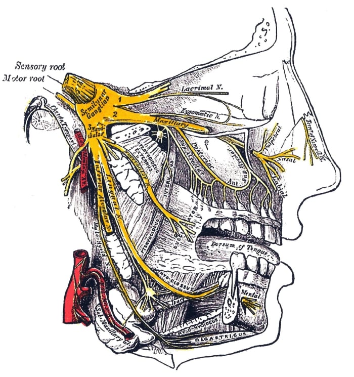 The branches of the trigeminal nerve