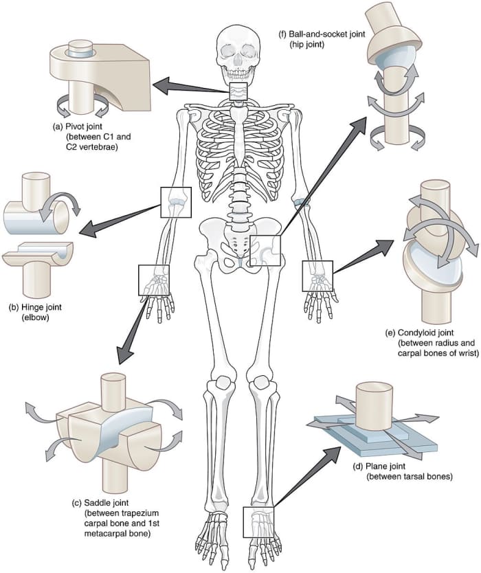 There are six types of synovial joints. They are classified according to their structure and the way in which they work.