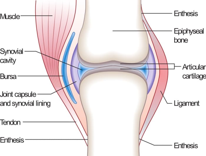 A synovial joint plus a ligament, a tendon, and a bursa; synovial lining is another name for the synovium