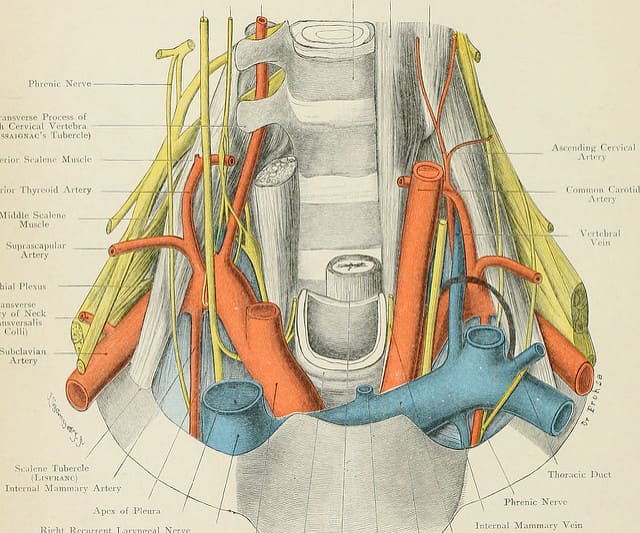Nerves and blood vessels are tightly packed between the cervical vertebrae and muscles. Misalignment of the vertebrae can irritate these nerves and cause a headache.