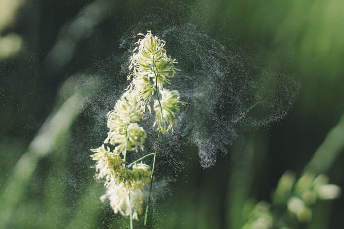 If you're allergic to the pollen in the air, then you may have a cross-reaction with fruits and vegetables.
