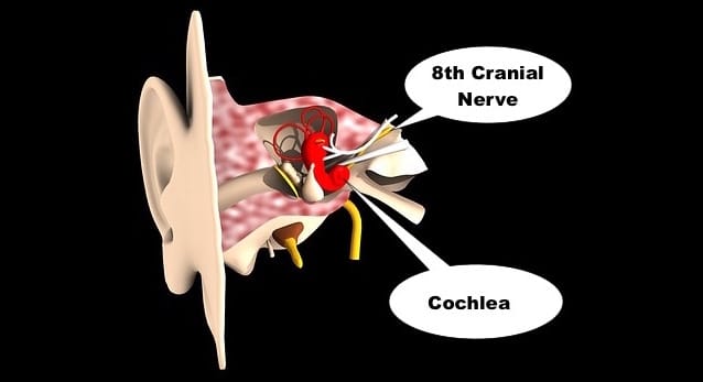 Illustration of the inner ear showing the 8th cranial nerve.