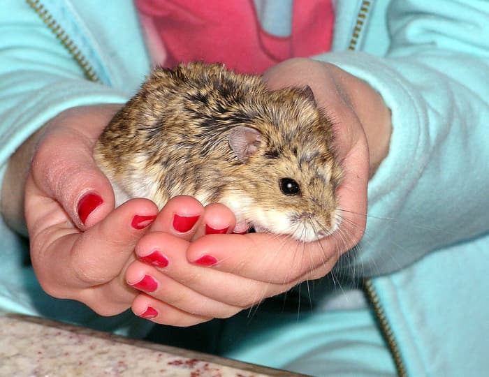 Pets can be wonderful friends. In some cases, it's a good idea to wash or sanitize hands after playing with a pet.
