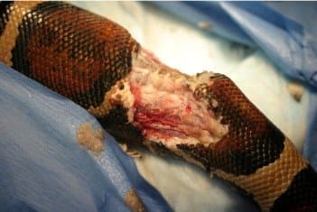 If a snake isn't hungry or frightened, it will often not strike and coil up to avoid the rat. Rats have high metabolisms. They soon get hungry and will nibble on your pet snake and can kill the animal. This boa has an exposed spine.