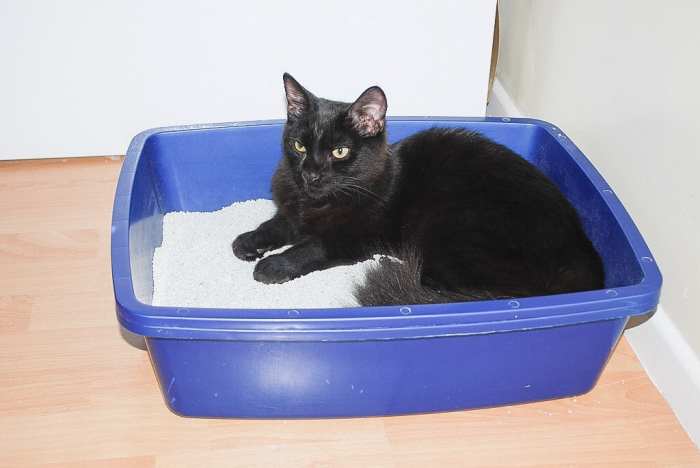 This cat likes to sleep in the litter box.