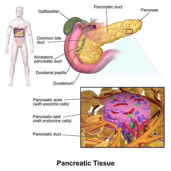 Insulin is made by beta cells in the pancreatic islets, which are also called the islets of Langerhans. (The acini make digestive enzymes.)
