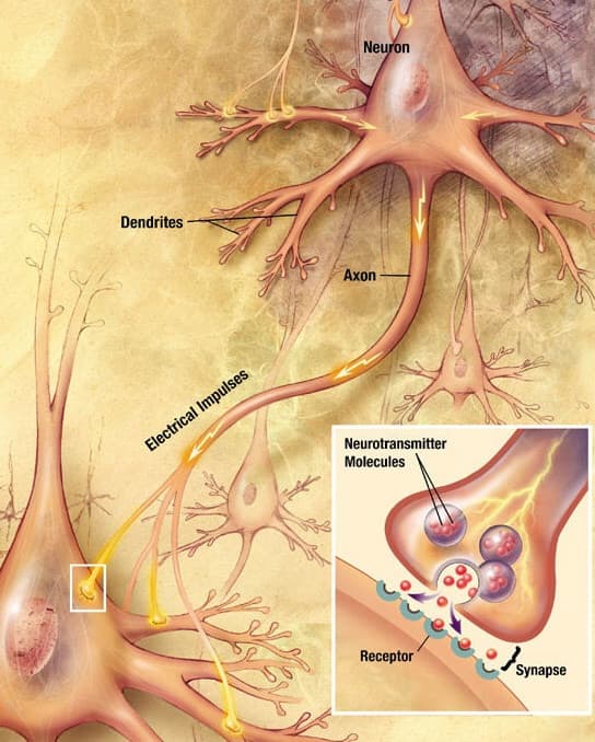 A synapse and neurotransmission