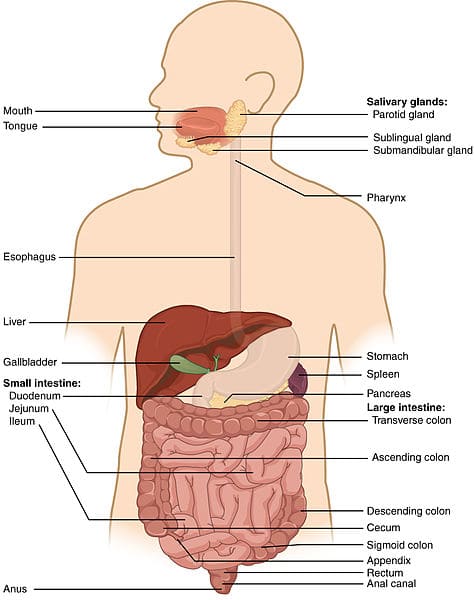 The term "gut" usually refers to our small and large intestine, although sometimes the word refers to the entire gastrointestinal or digestive tract.