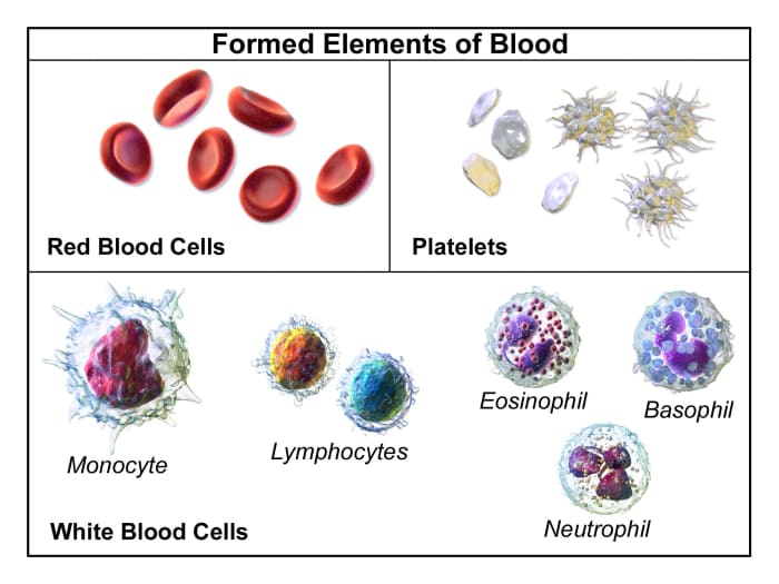 Platelets are the smallest cellular component of blood with respect to size while white blood cells are the largest. Red blood cells are the most numerous cell type in blood.