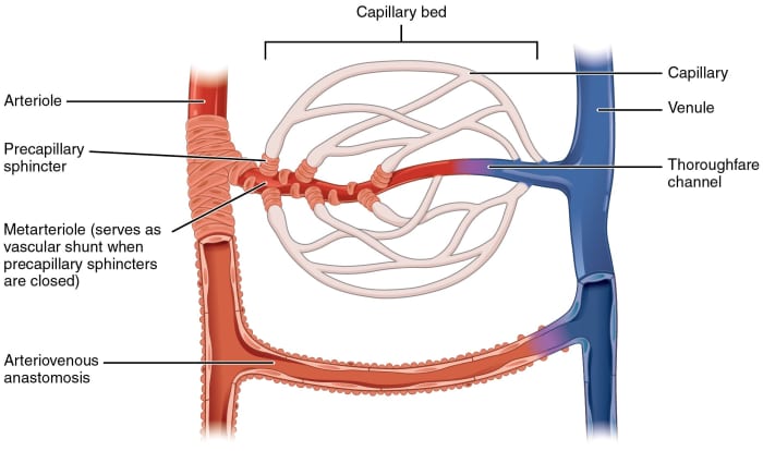 A capillary bed, or network, is surrounded by tissue cells. Exchange of materials between the tissues and the blood in the capillaries occurs here.
