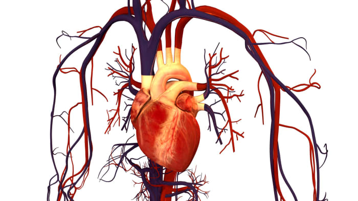 Arteries take blood away from the heart and are traditionally coloured red in diagrams. Veins return blood to the heart and are traditionally coloured blue.