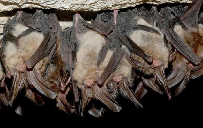 Rabies can be transmitted through the air in locations with a heavy viral load. Spelunkers have been infected with Rabies after breathing in the virus in caves densely populated with bats.