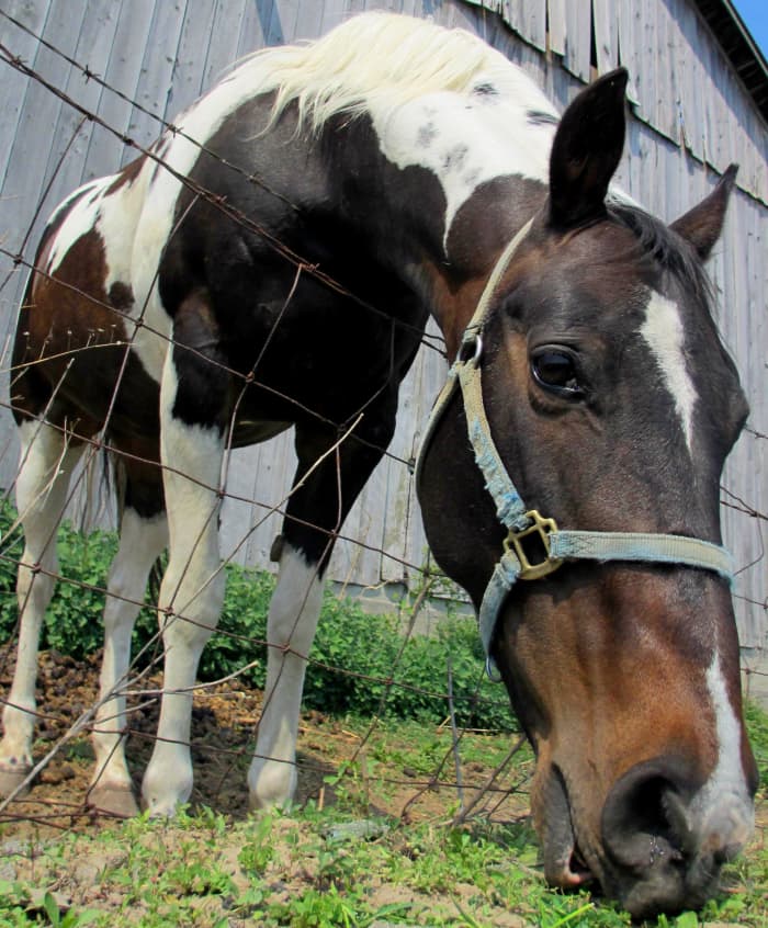 Animals, such as this Paint Horse, are injected with crude snake venom and permitted to make antibodies to the venom. These antibodies are then collected and purified to make antivenom to inject into humans. Other animals include sheep and goats.