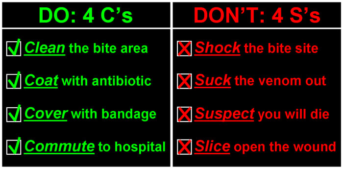 After being bitten by a snake, you need to clean the wound, coat it with antibiotic ointment, cover it with a bandage, and then commute to a hospital. Never try to "suck out" the venom, slice/shock the wound, or suspect that you'll die from the bite.