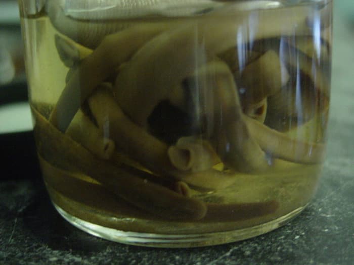 Leeches and maggots are FDA approved devices. A medical device under US law is any item that is intended to diagnose, treat, cure, prevent, or alleviate a disease or condition.