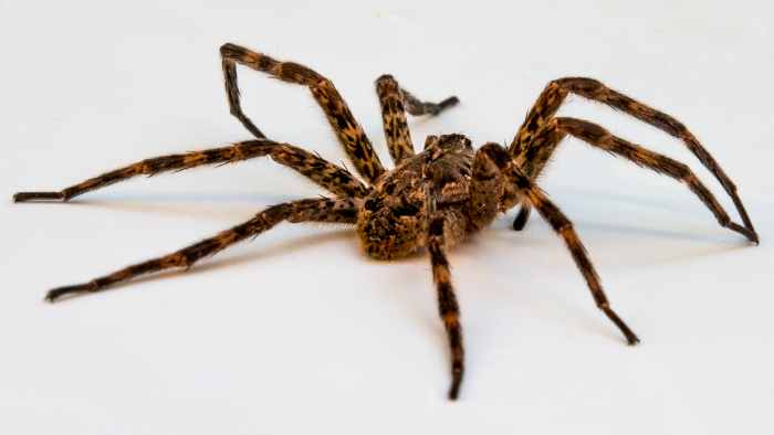 There are many different kinds of wolf spiders. They're usually hairy, gray, brown, or black with stripy colored markings on their bodies. Not including their legs, they range in size from 0.4 to 1.38 inches (10 to 35 mm).