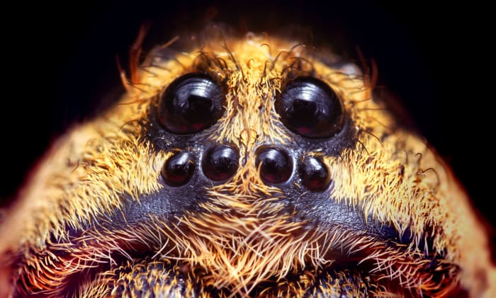 The wolf spider may be recognized by its eight eyes arranged in three rows. From this angle, you can hardly see the top row of two eyes.
