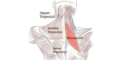Many separate muscles come together at the shoulder blades, making that area prone to strain or injury.