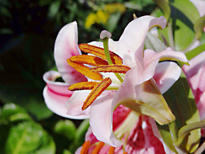 Six anthers releasing their pollen; pollen allergies are the basis for most cases of oral allergy syndrome